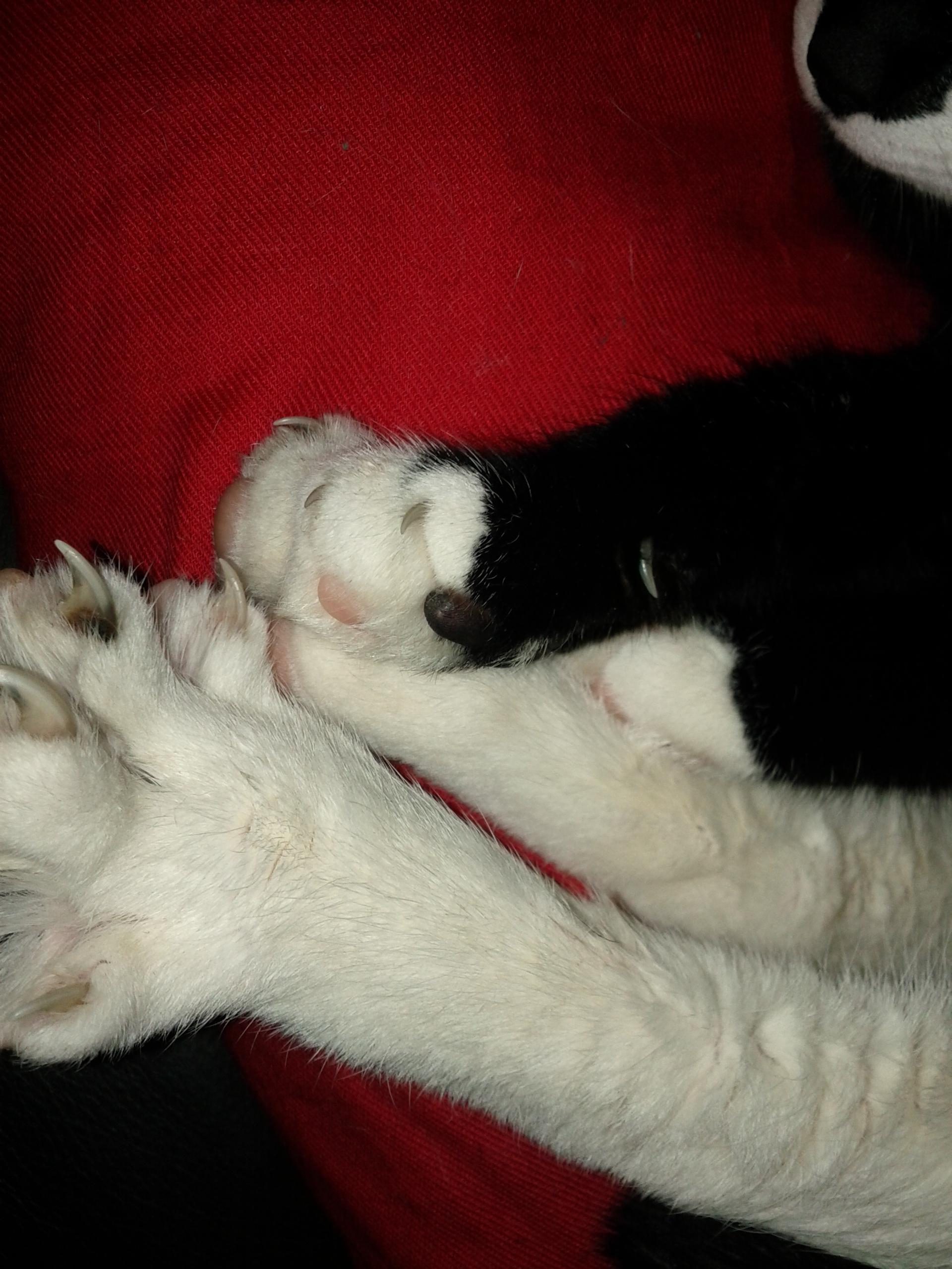 고양이 발톱 사진