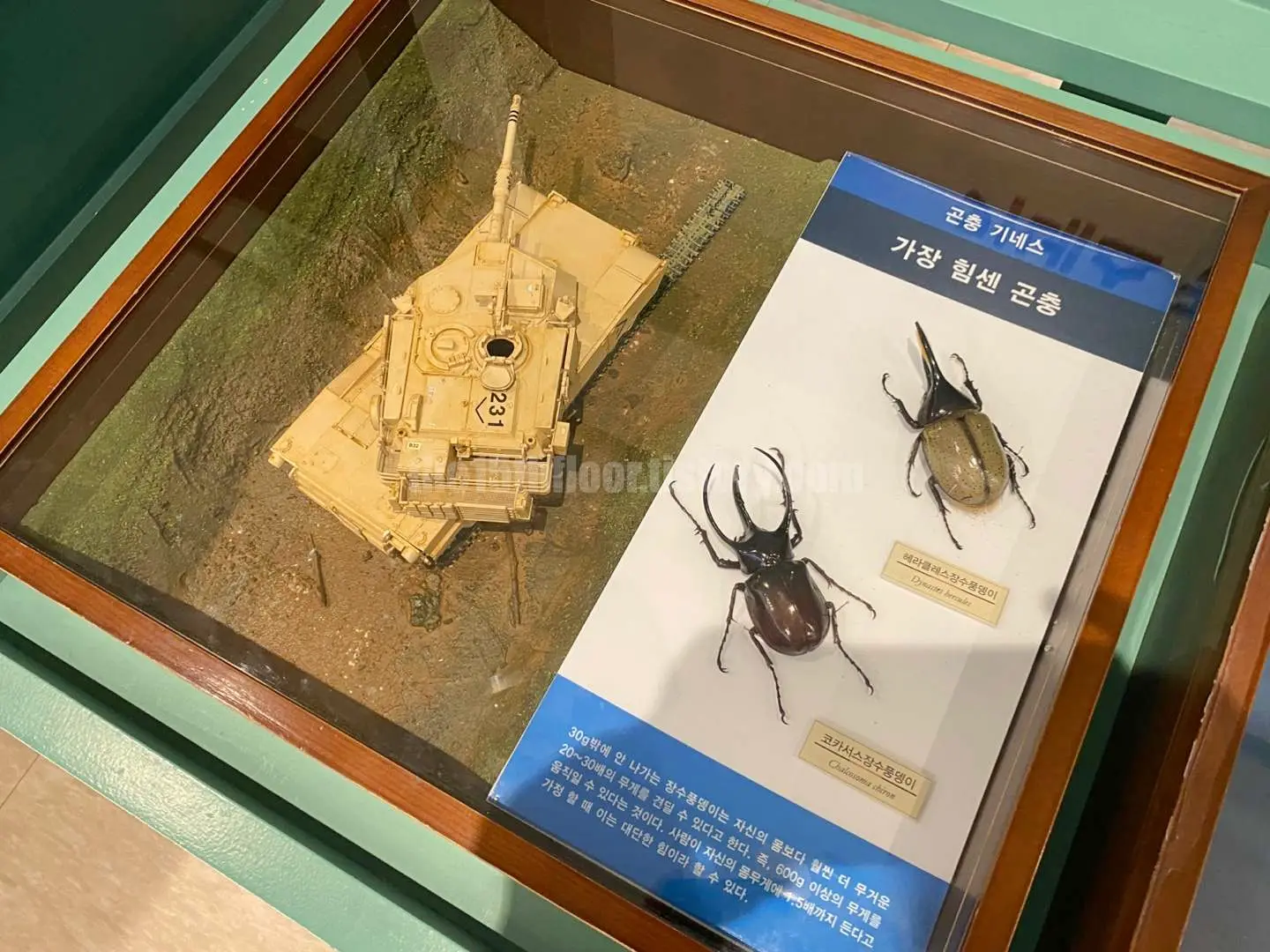 경남 의령 &amp;#39;의령 곤충생태학습관&amp;#39; (2층 &amp;#39;곤충 탐구관&amp;#39;)