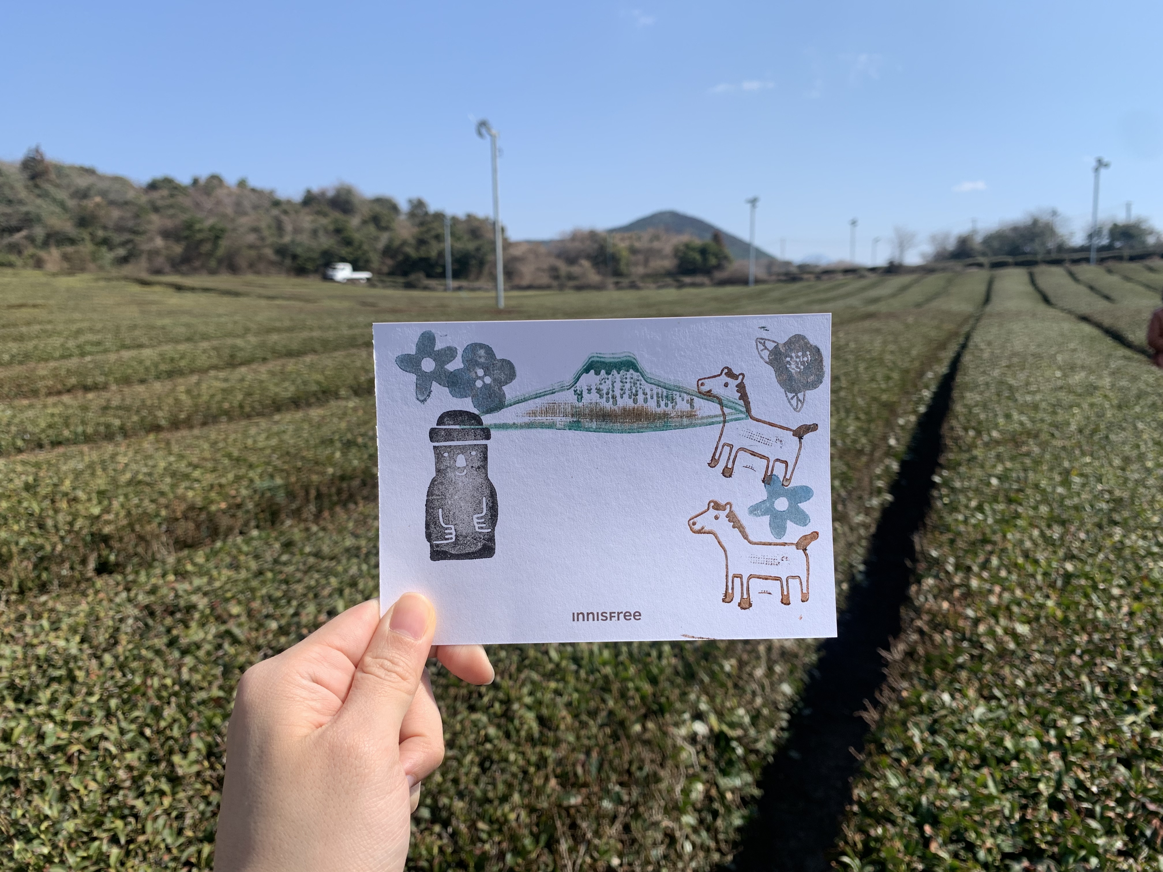 오설록 티하우스 차밭