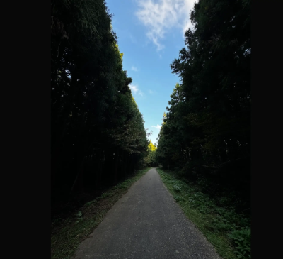 사려니숲길 코스