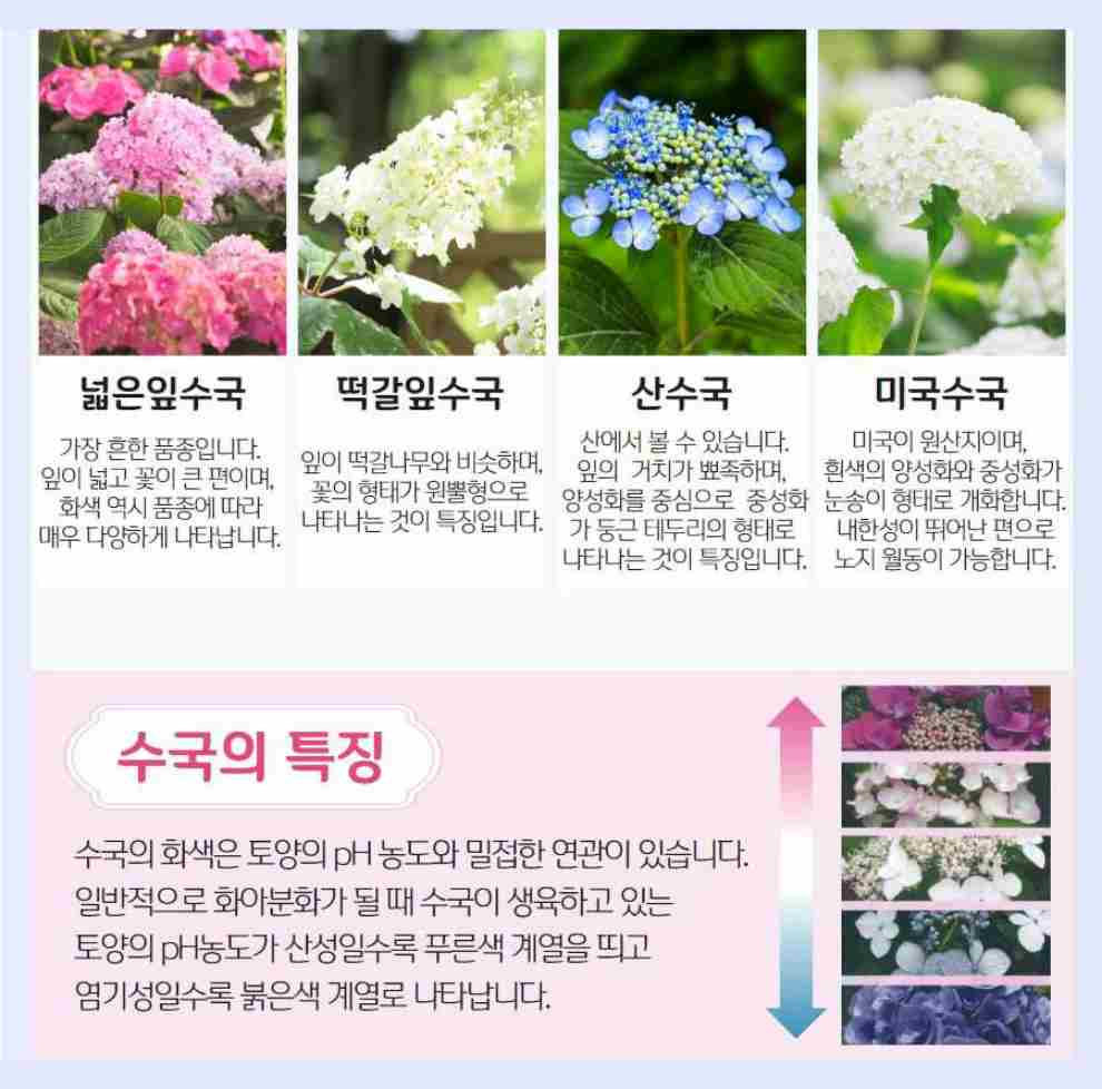 아침고요 수국전시회