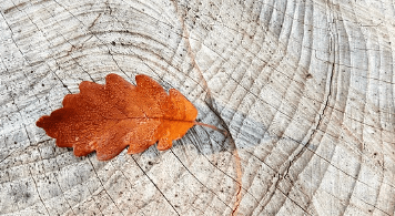 화담숲 단풍축제