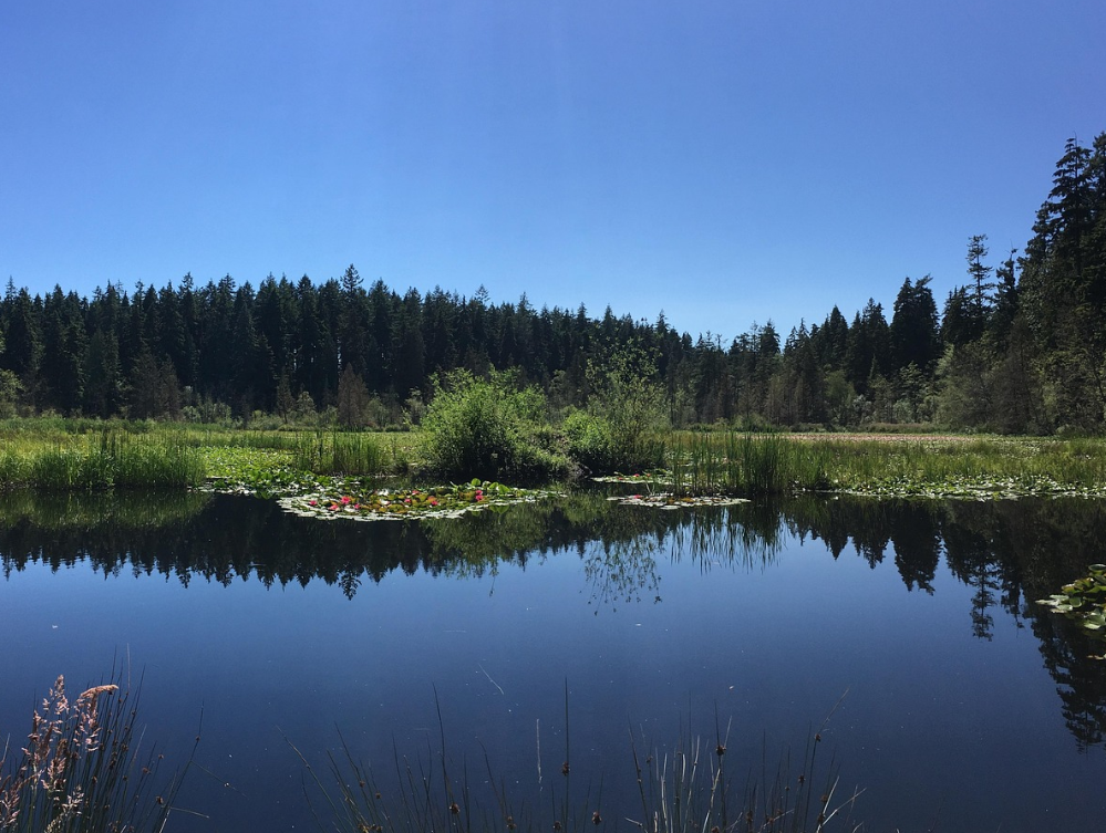 캐나다 밴쿠버 스탠리 파크 관련 사진
