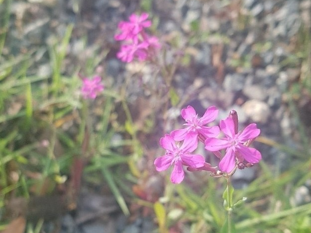 끈끈이대나물 (식충식물, 번식방법, 약용효과)