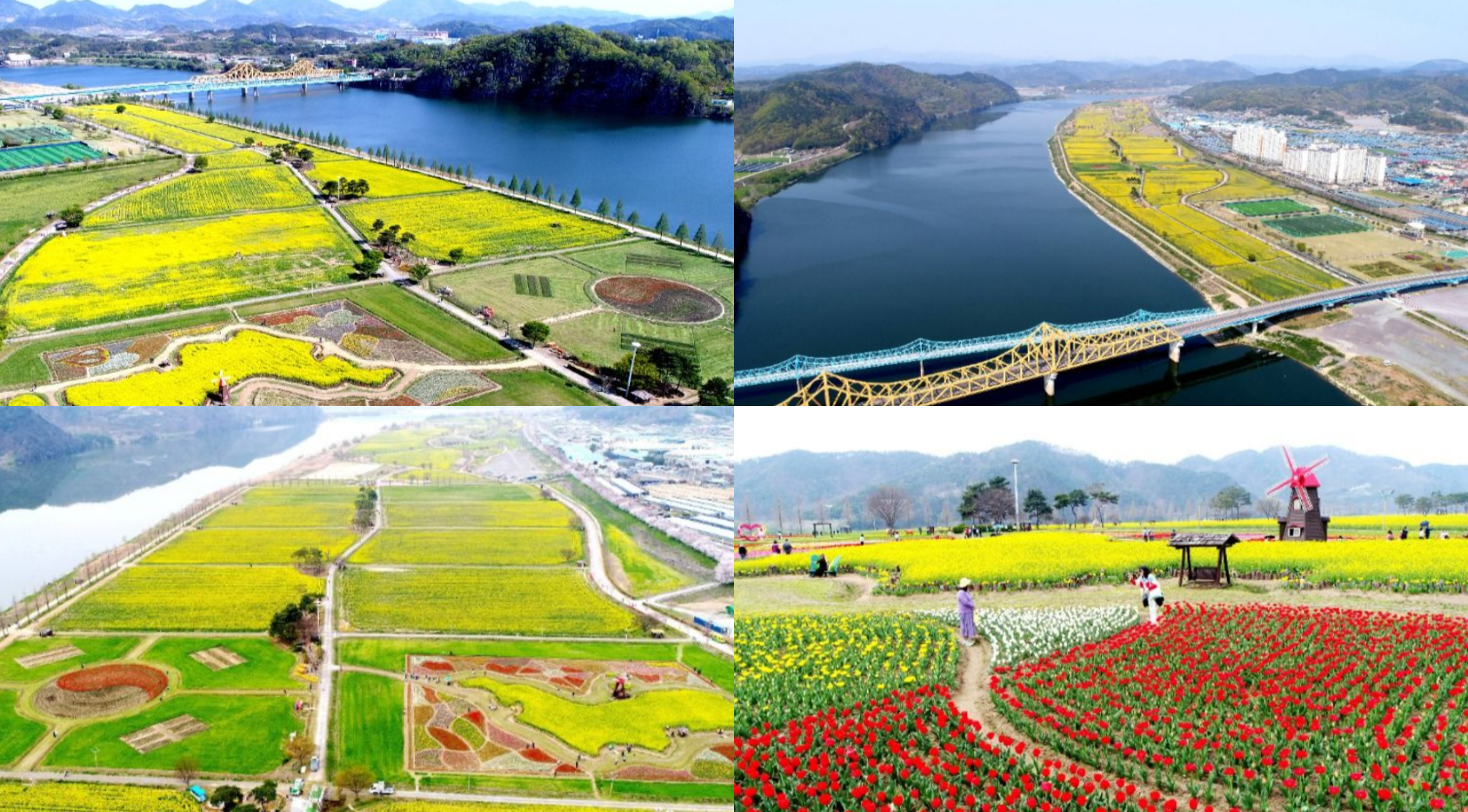 남지 유채꽃축제 일정