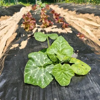 중부지방 들깨 파종시기 및 재배법 농사 팁 정리_16