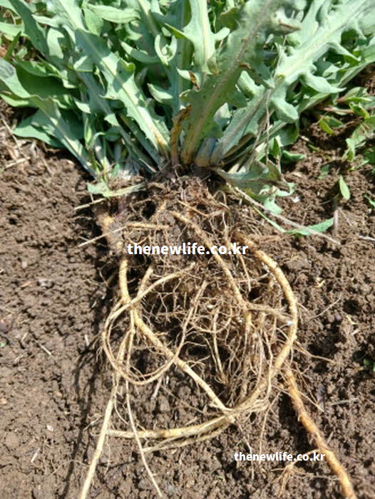 씀바귀와 고들빼기 차이점 뿌리 실선