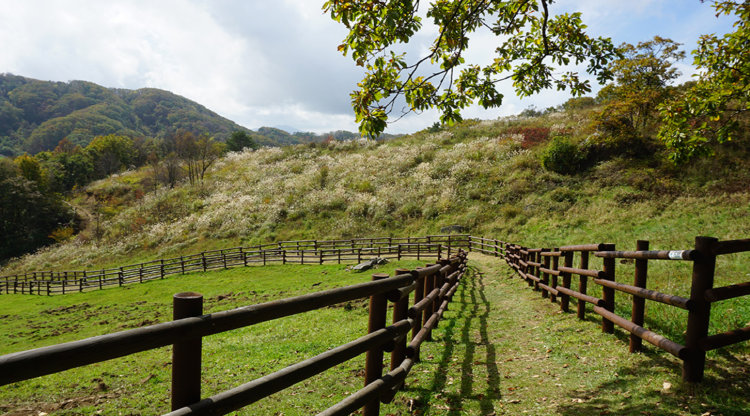 대관령 하늘목장