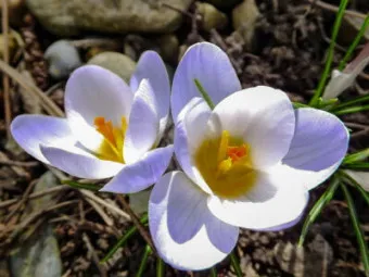 크로커스 꽃 키우기 구근 심기 꽃말 월동 똥손도 잘키우는 팁_12