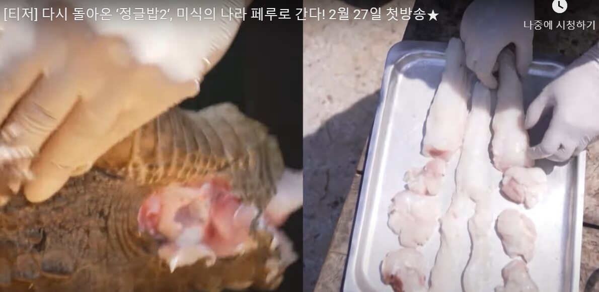 악어고기