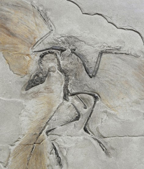 시조새의 화석 발견