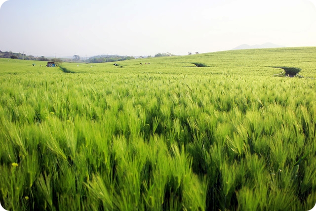 폭싹 속았수다 고창여행 보리나라 학원농장 주차장 대중교통안내