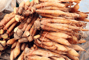 핑거루트 효능04