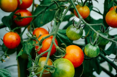 용종제거 보험청구 서류 실비보험 용종제거후 식사 음주 음식