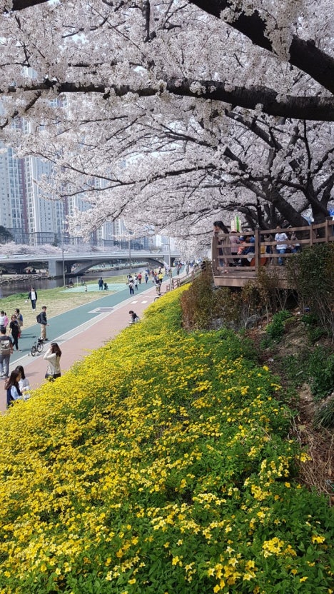 개나리와 벚꽃이 흐드러지는 봄