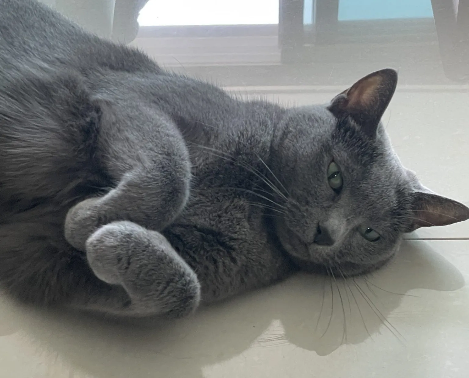 러시안블루 고양이 가격 믹스 수명 털빠짐_6