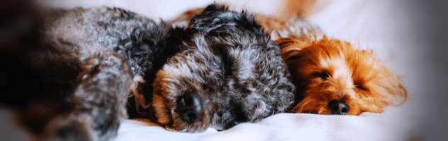 강아지-자는-사진