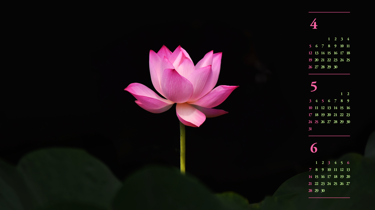 14 홍련 검정배경 B - 2026년5월 달력배경화면