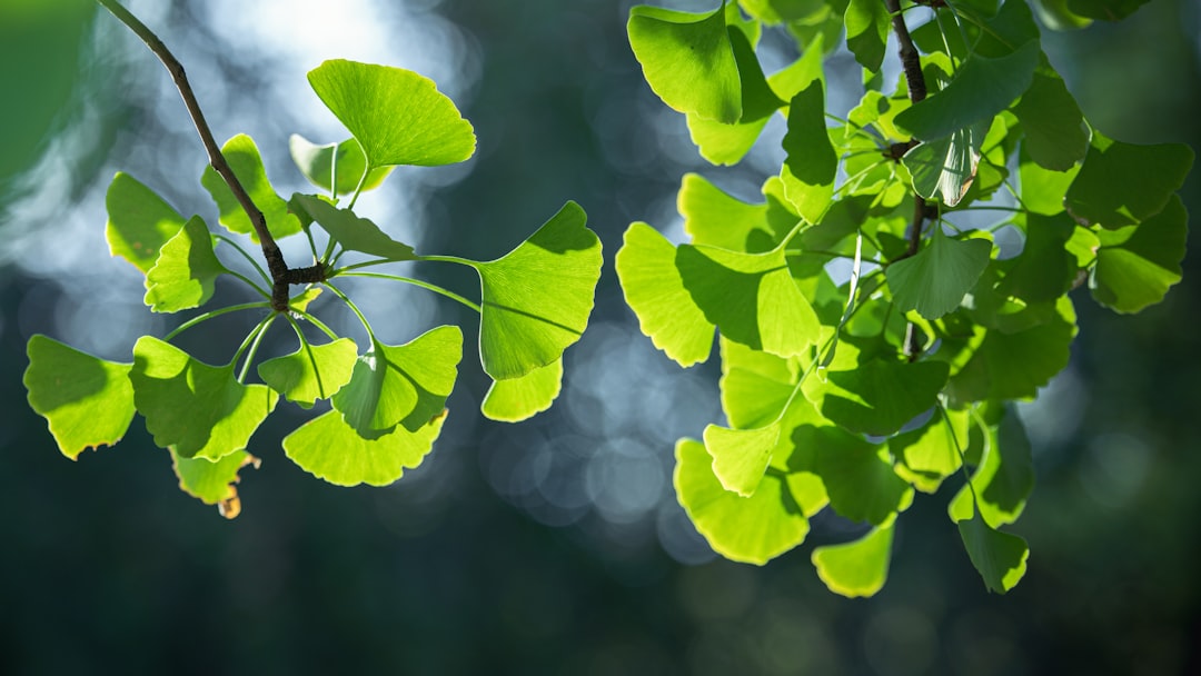 Ginkgo