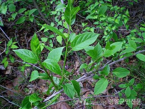 다래순 (Actinidia arguta)