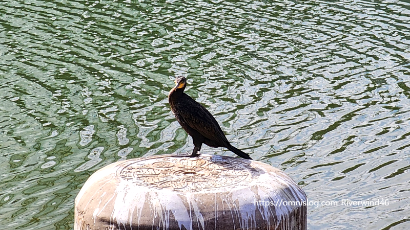 민물가마우지 Freshwater cormorant