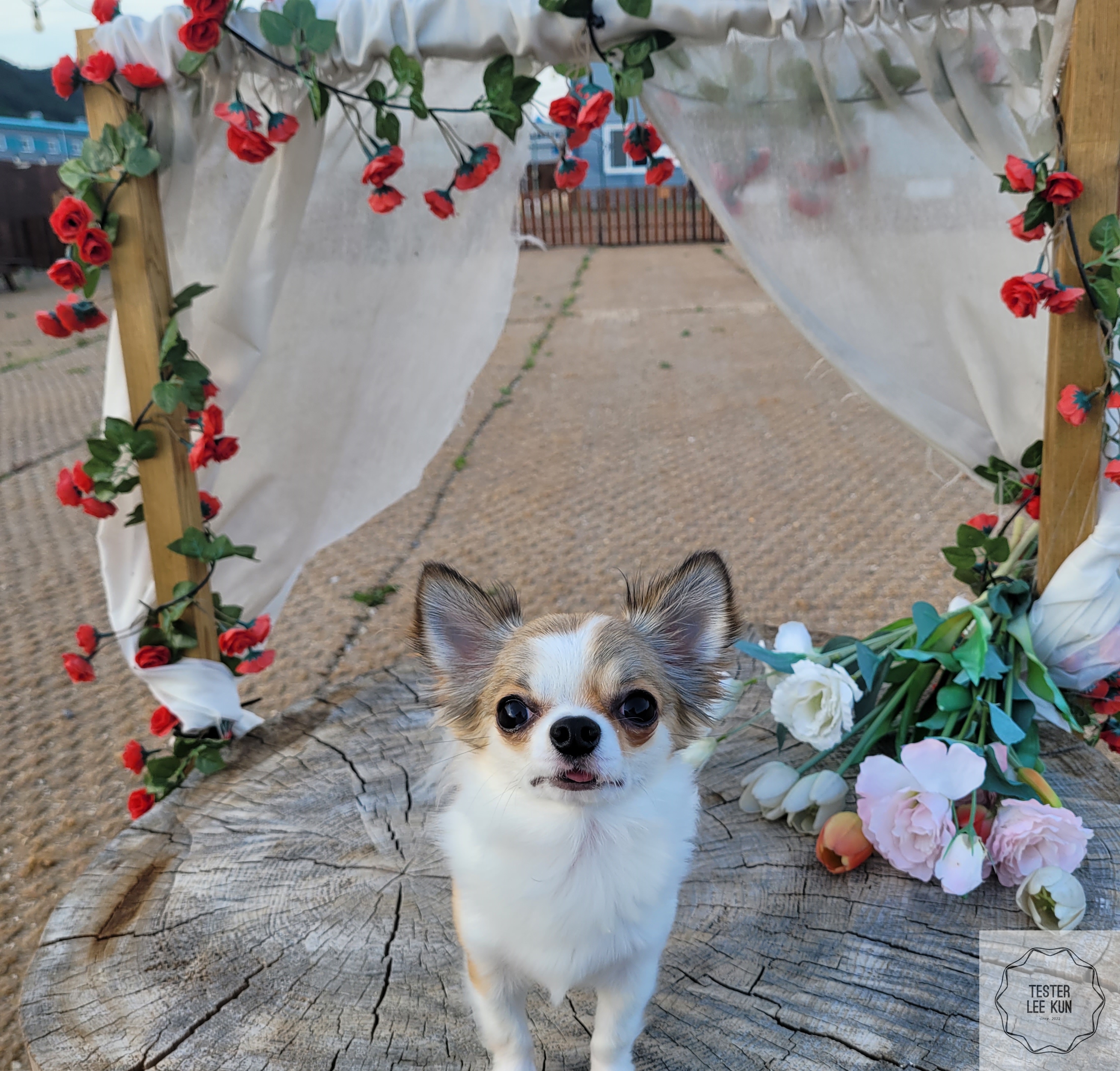 포토존 강아지2