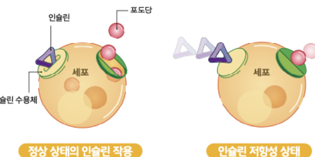 인슐린이 세포에 작용하는 상태