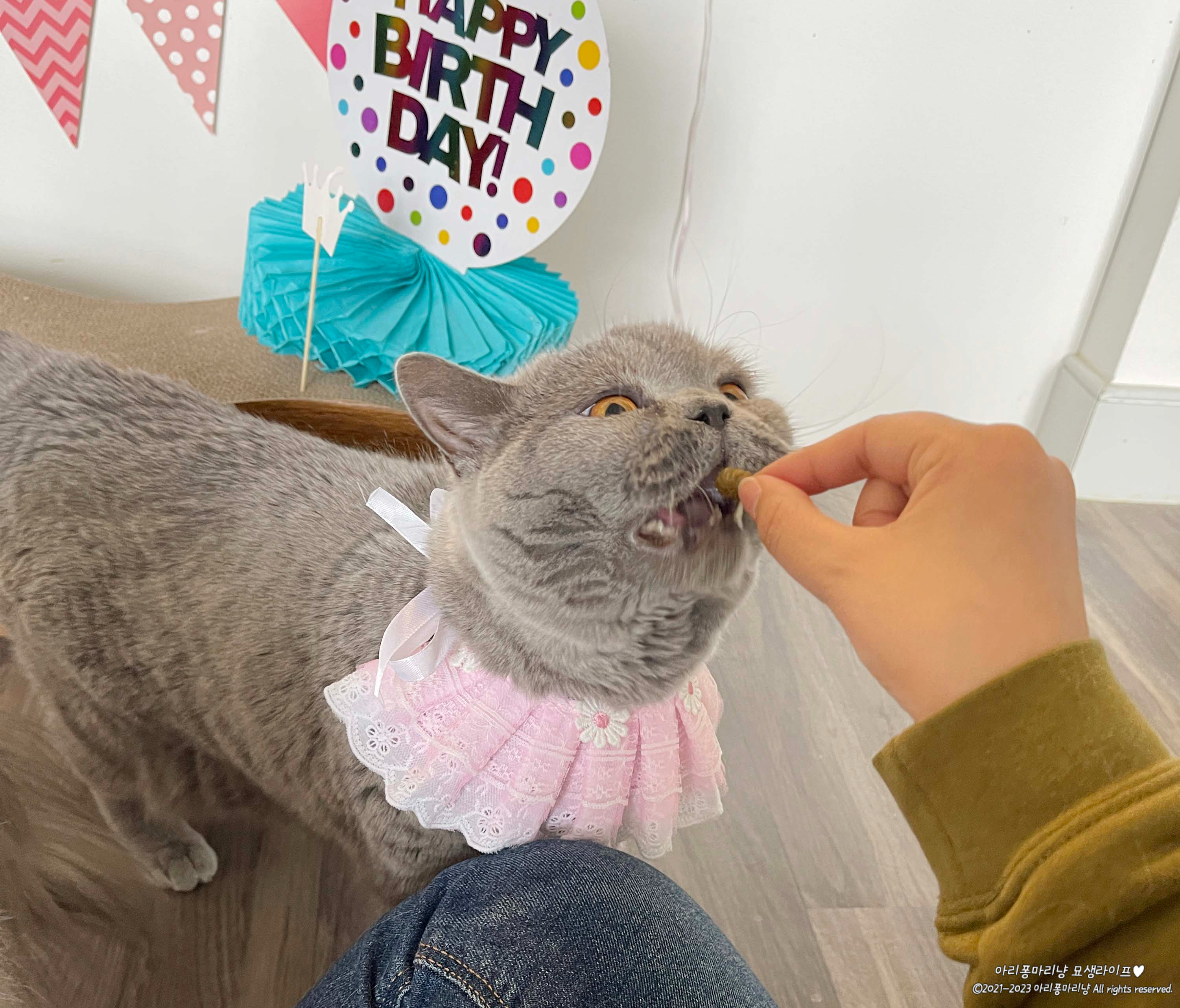 고양이 치석 제거 간식