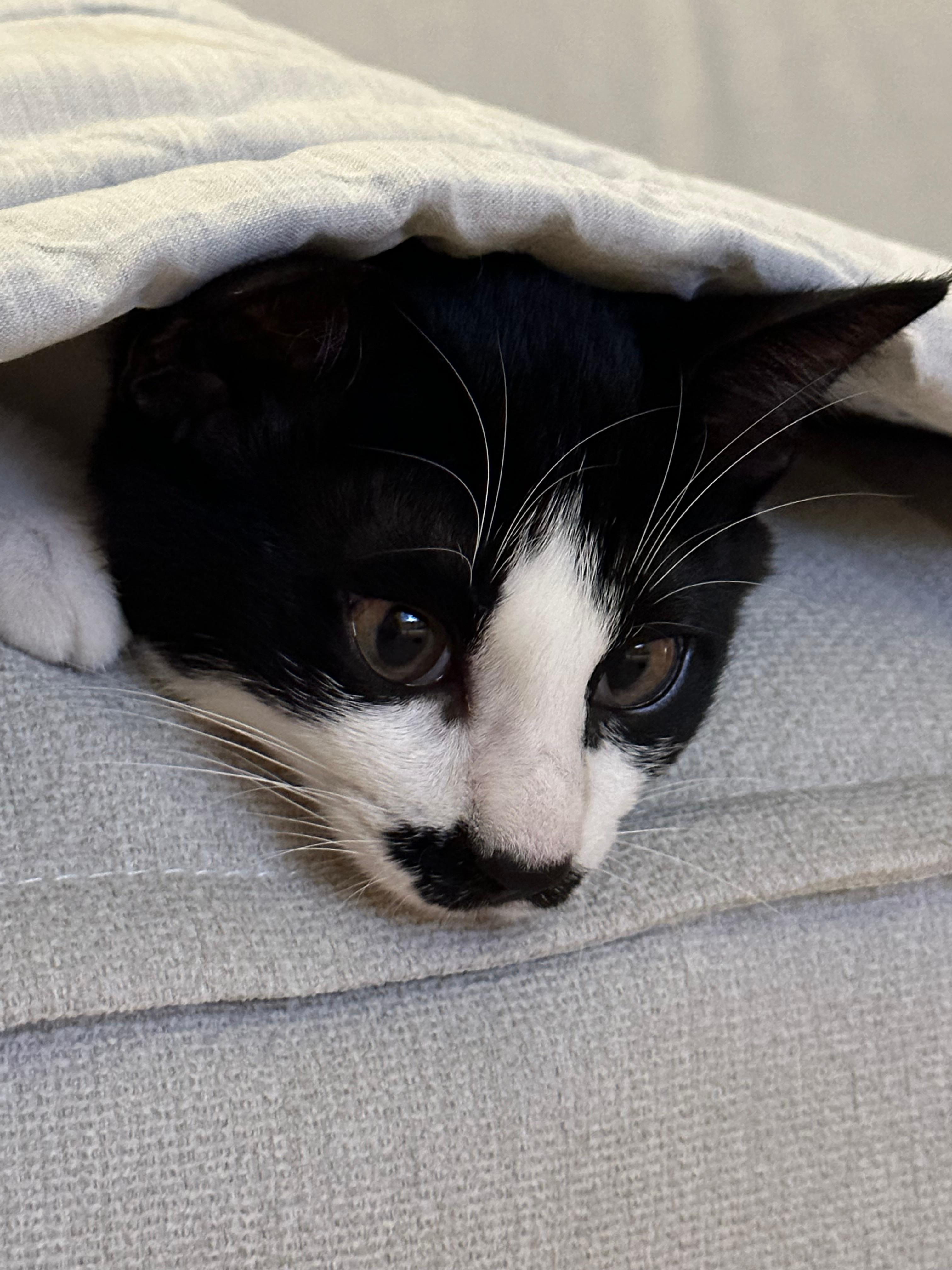 고양이 예방접종