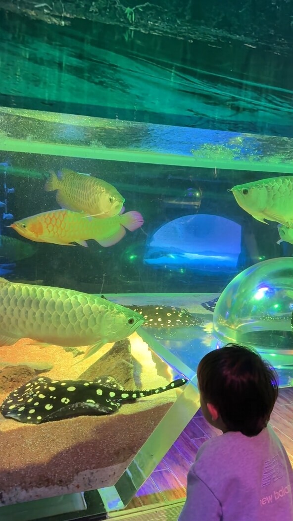 여수아쿠아플라넷-공연전시시간