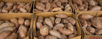 고구마 보관하는 법 완벽 가이드