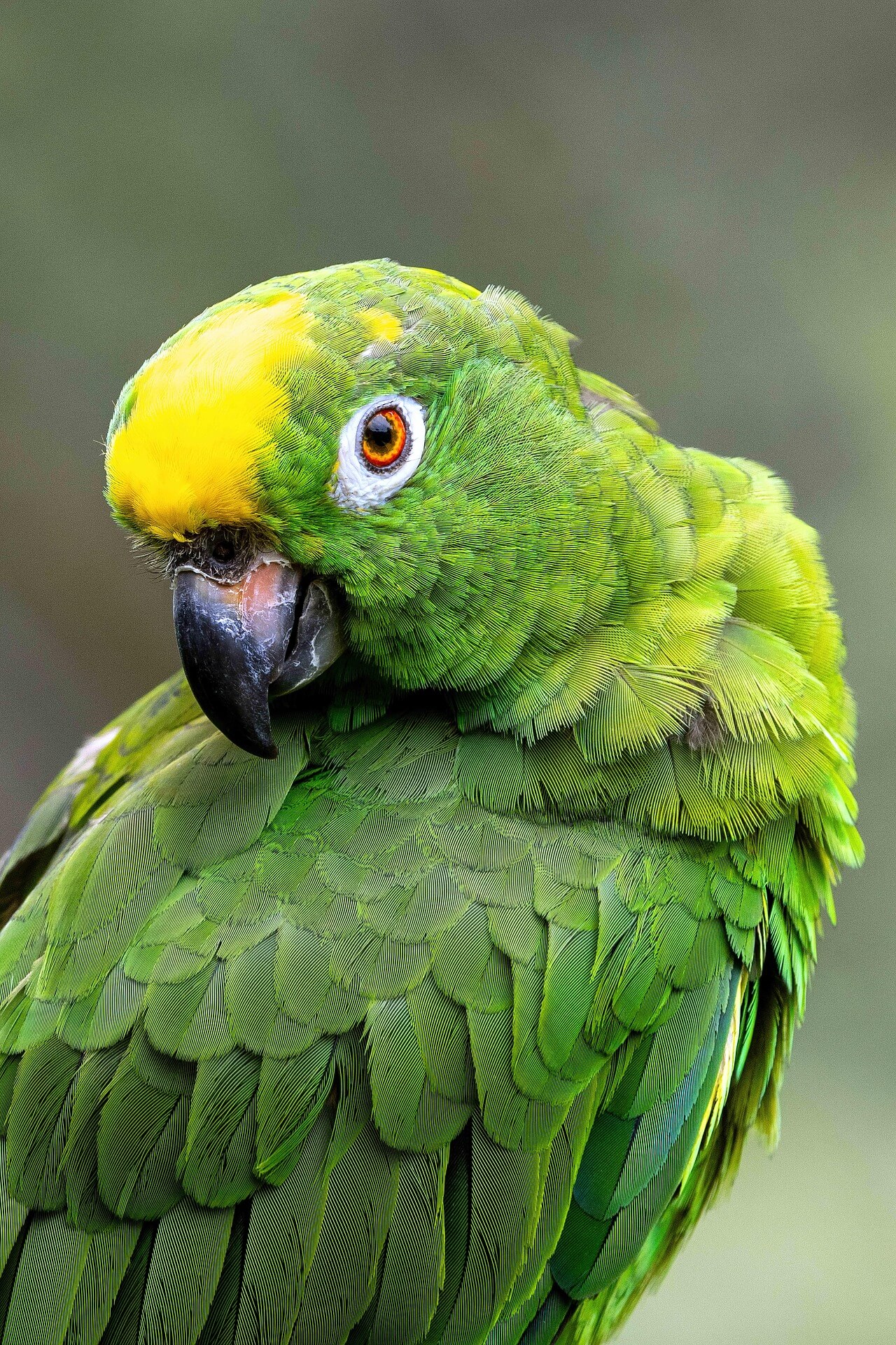 멸종위기 동식물로 분류된 아마존 조류 5종과 서식 환경 위협