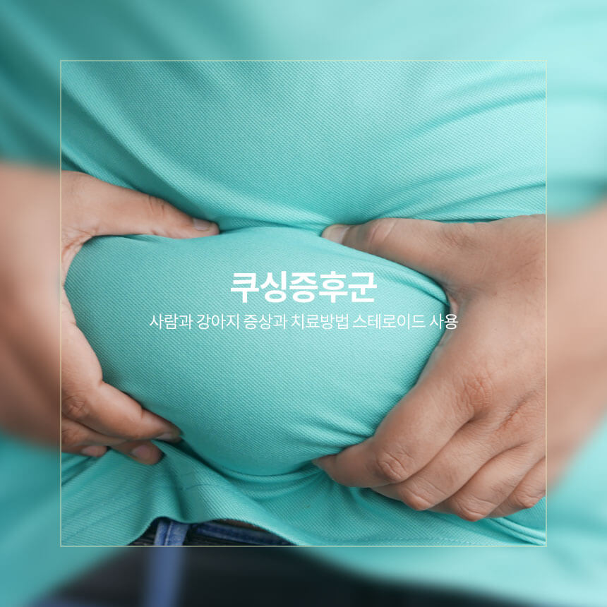 쿠싱증후군, 사람과 강아지 증상, 치료방법, 스테로이드 사용