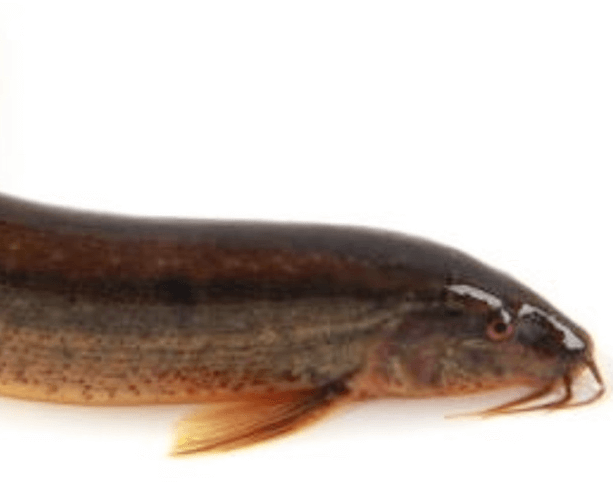 미꾸라지 꿈 해몽