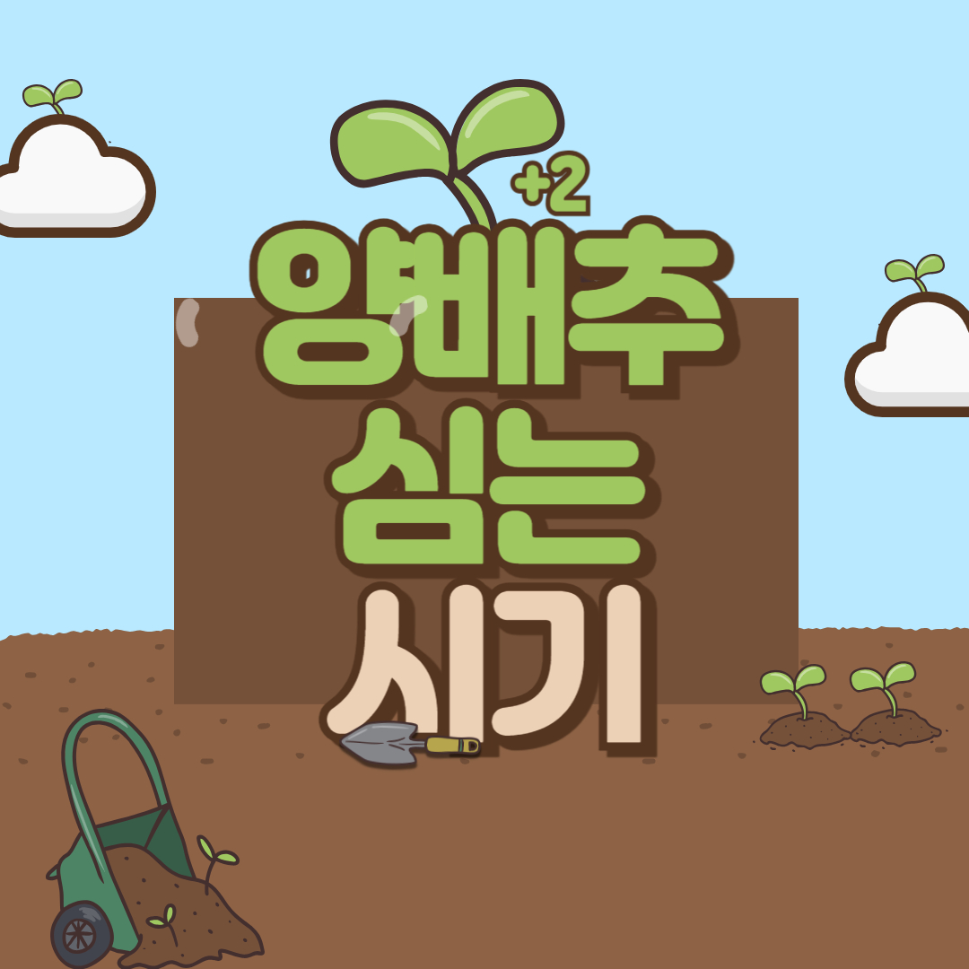양배추 심는 시기