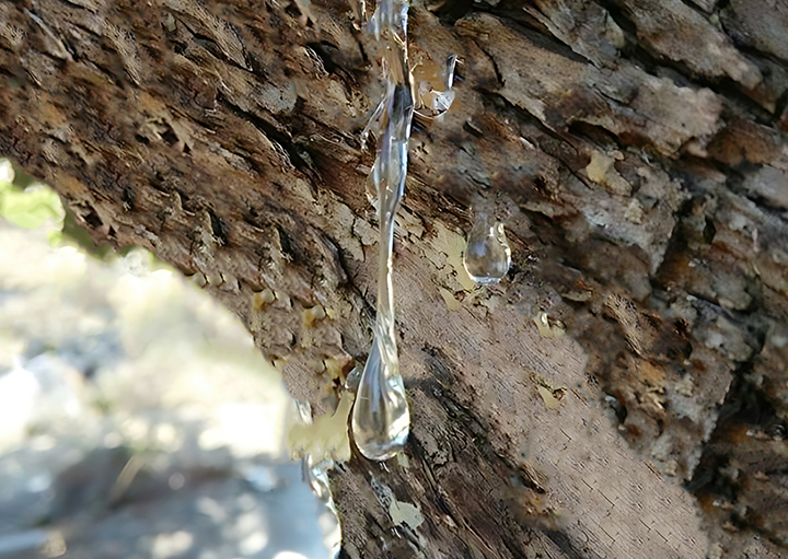 매스틱-채취-모습