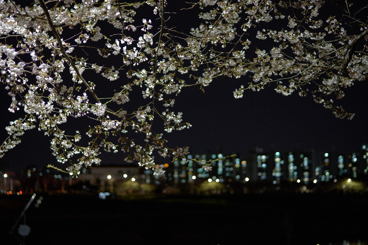 2024년 야간에 찍은 안양천 벚꽃