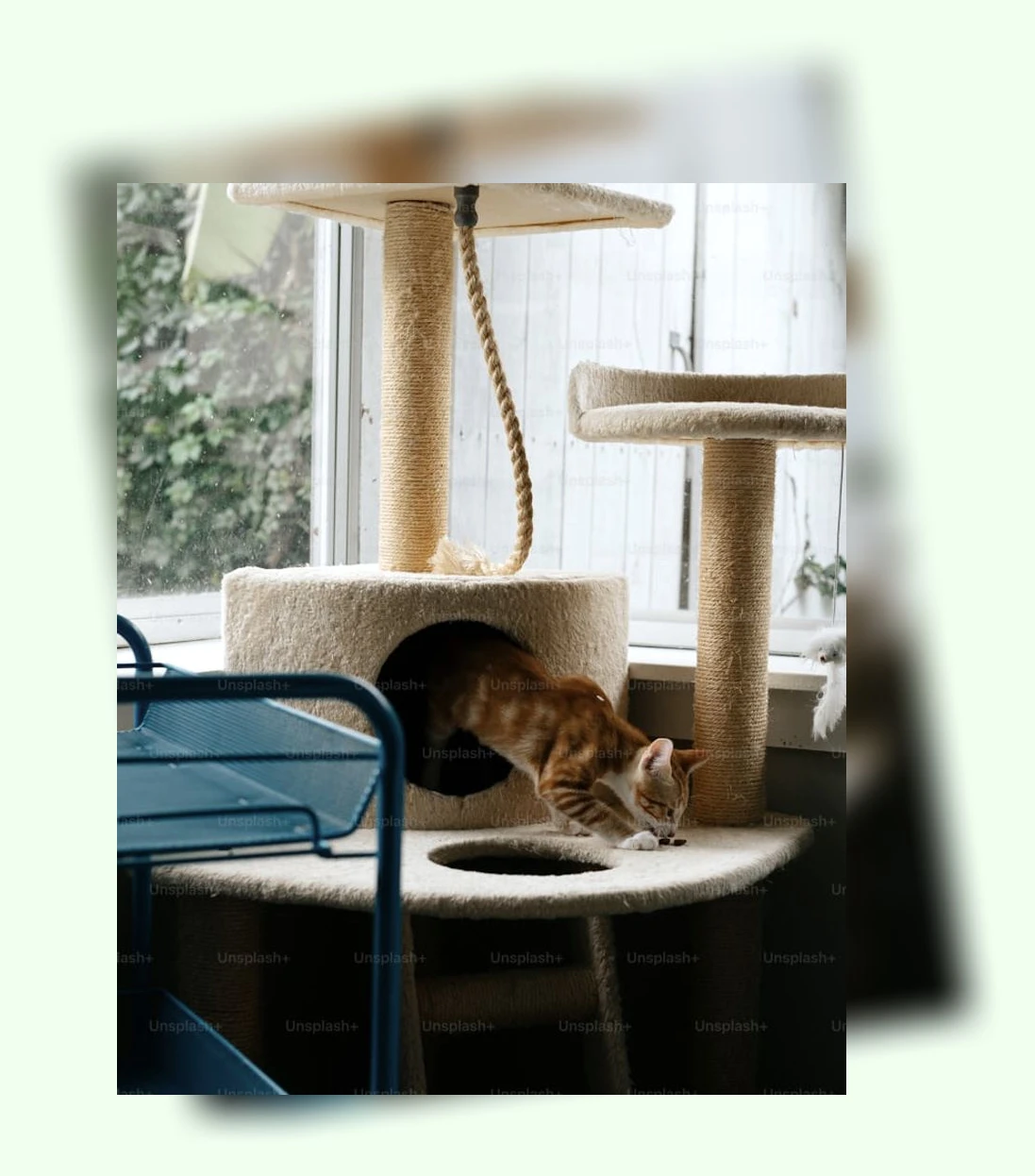 고양이 건강 관리_1_subsection