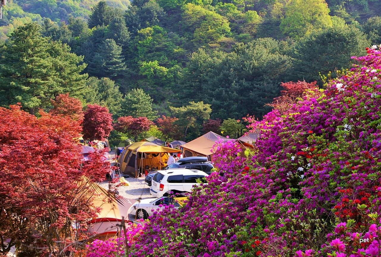 경기-동두천-산야초자연캠핑장-예약-방법-애견-동반-가격-주소-시간-후기