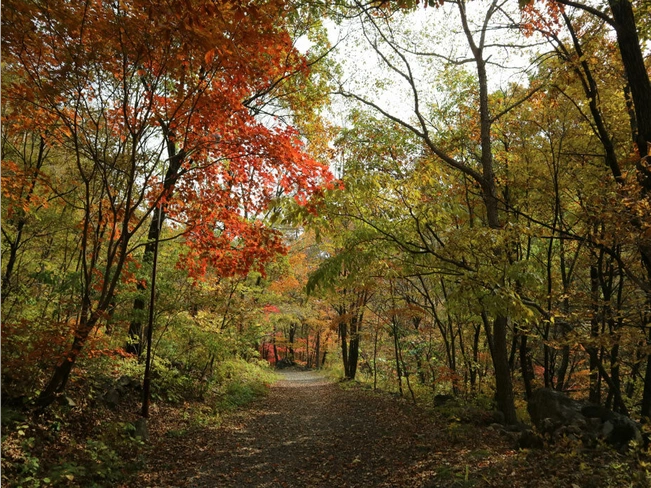 용대자연휴양림