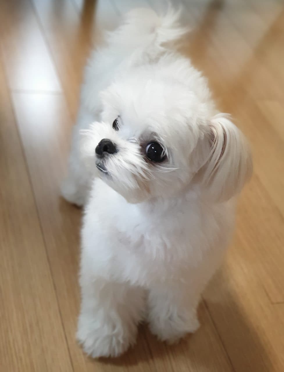 강아지 분리불안 극복하기