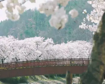 안동 벚꽃축제_19