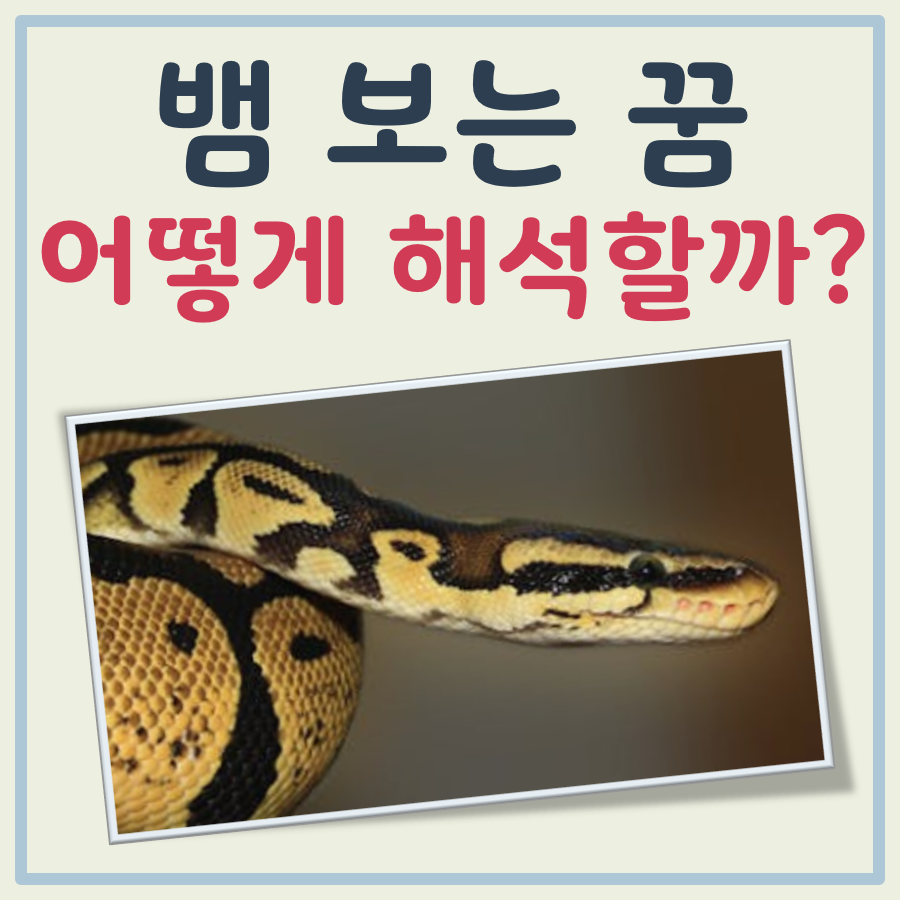 뱀 보는 꿈해몽 대표 이미지