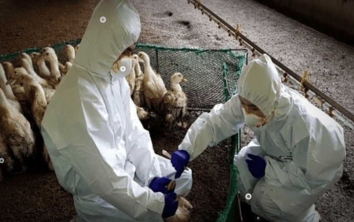 조류인플루엔자