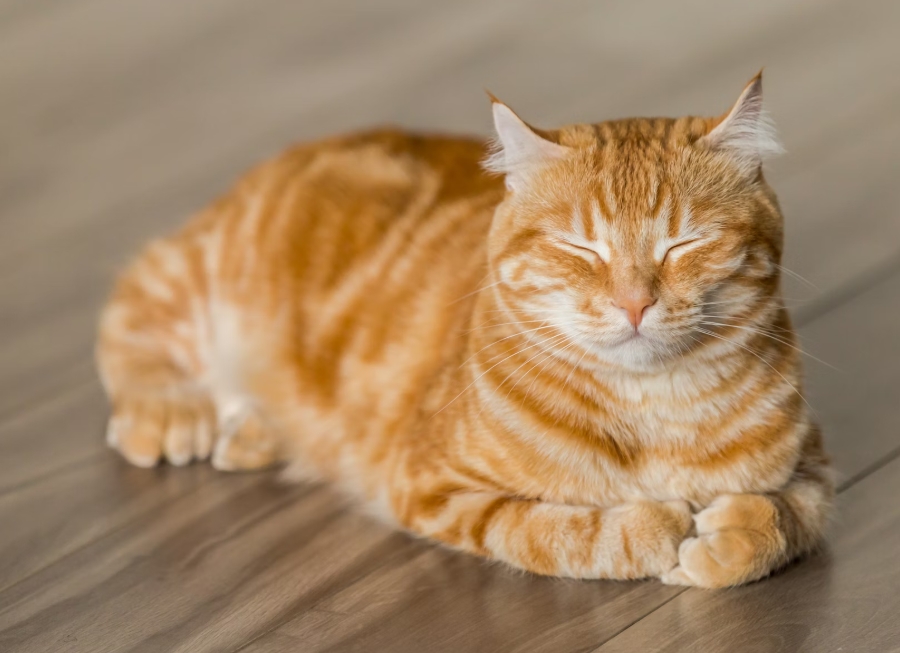 고양이 건강 체크리스트: 예방접종과 정기 검진 가이드