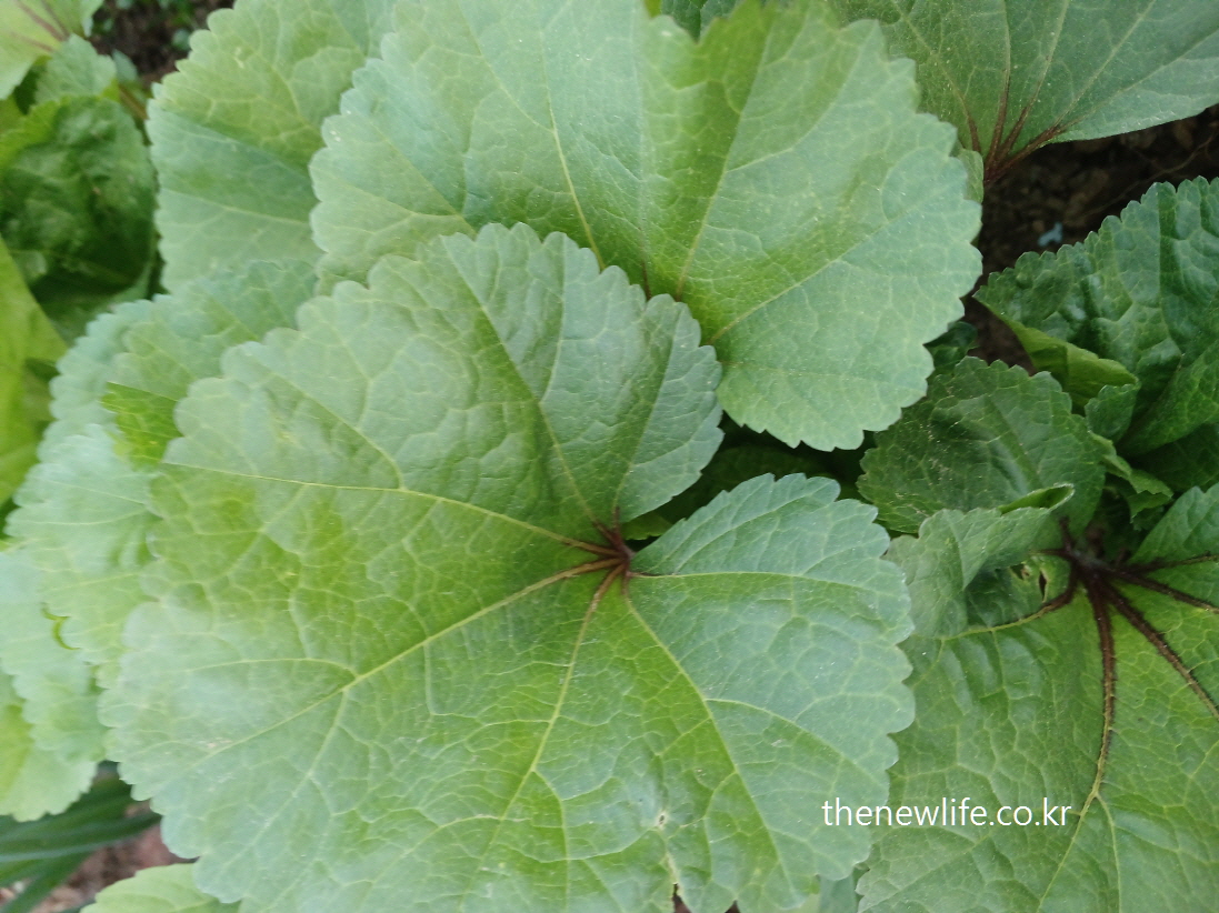 Glossy mallow leaves overlapping each other with healthy texture-건강하게 겹쳐 자란 아욱 잎의 질감과 광택이 선명하게 보이는 사진