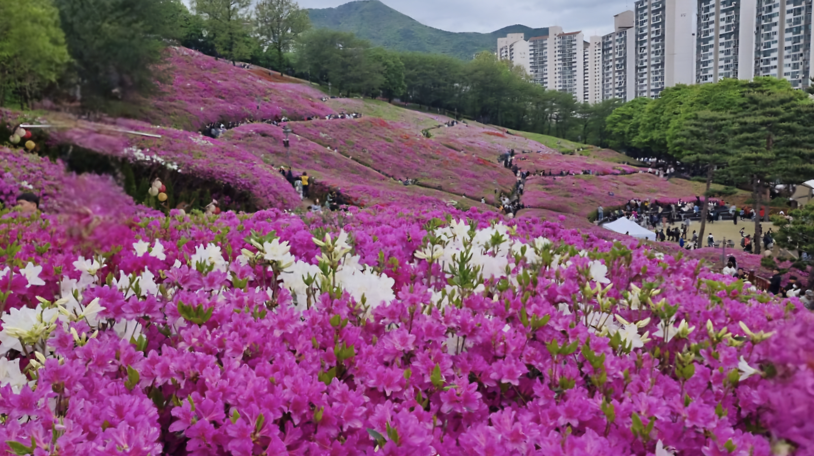2025 군포 철쭉축제 일정 총정리! 날짜·장소·주차·포토존
