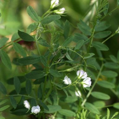 렌틸콩다이어트