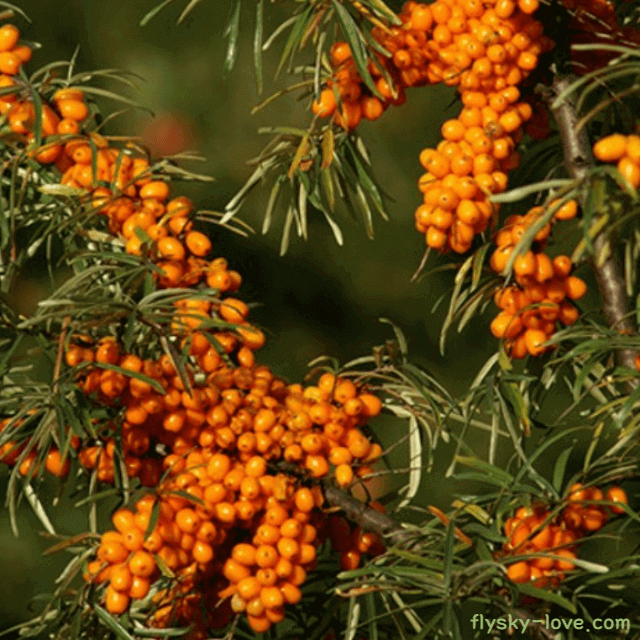 비타민나무(산자나무)