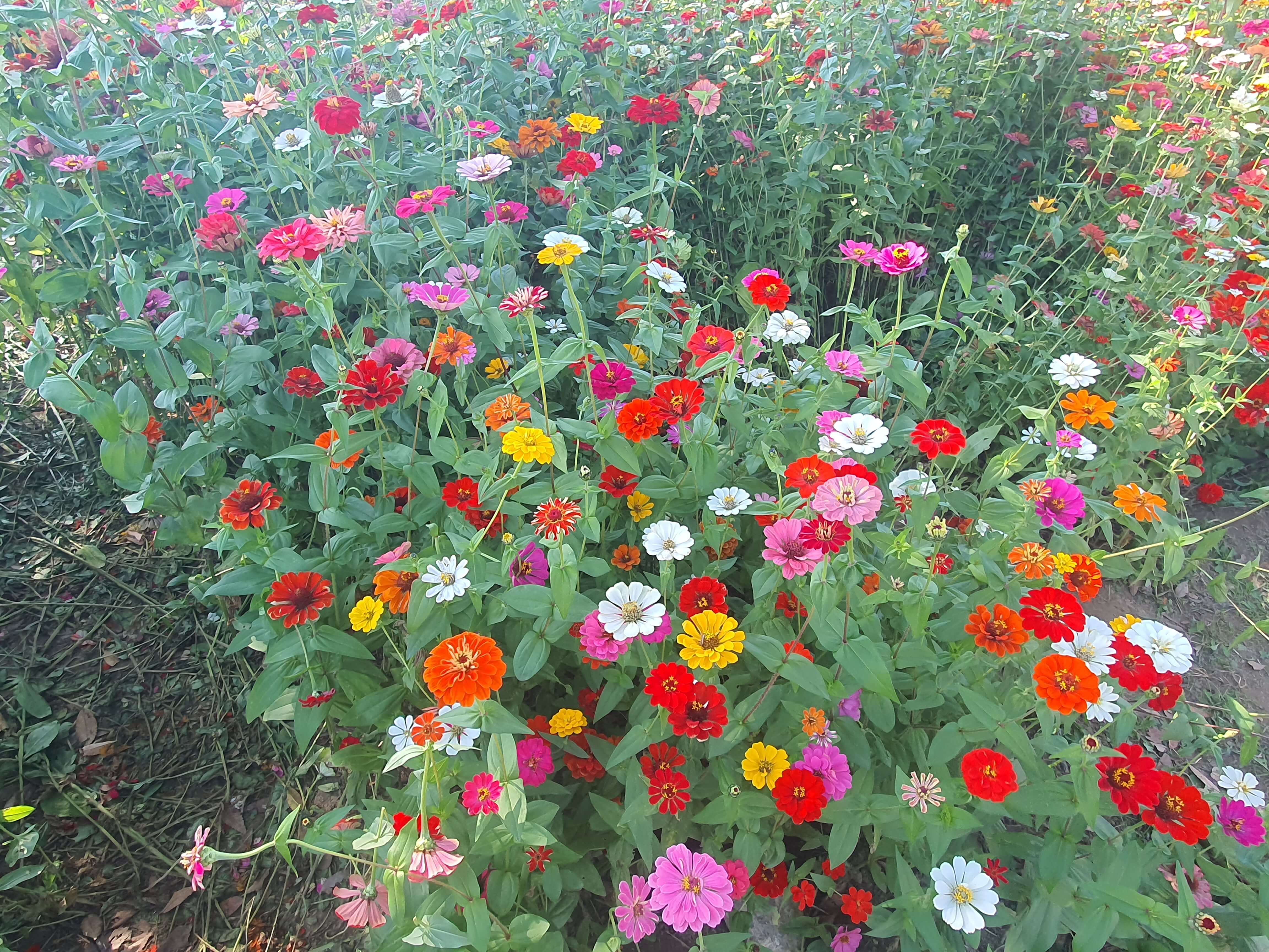 정원 사회학의 시선으로 본 정원 인플루언서, 왜 여성 중심인가